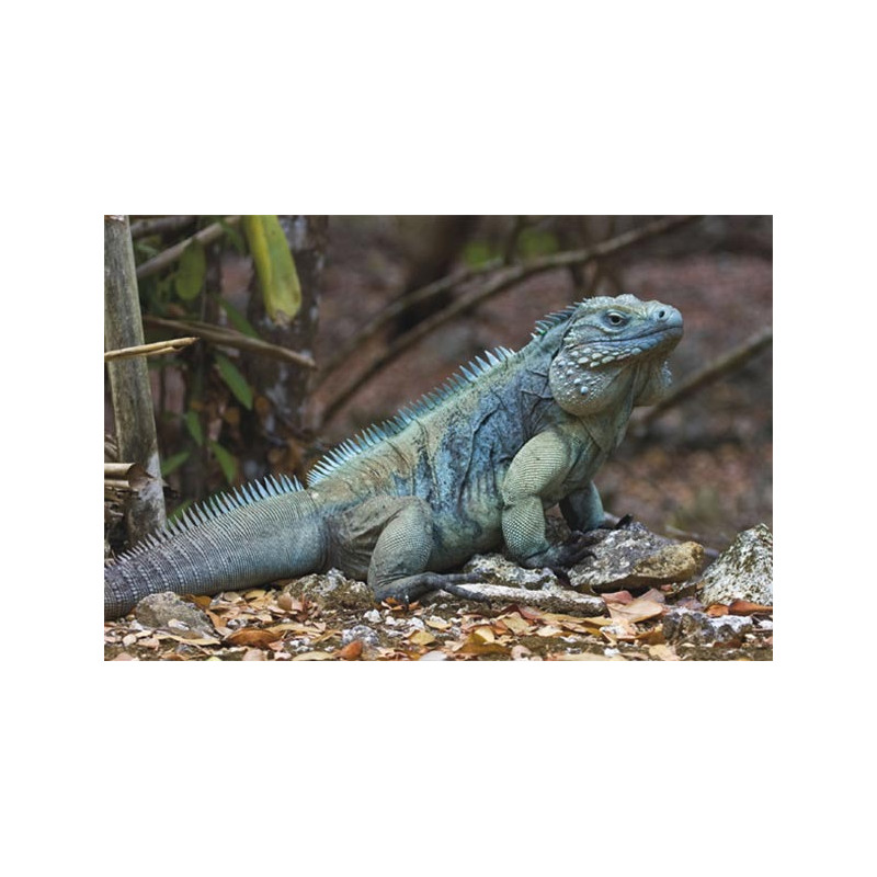 Aerosmith Permanent Vacation