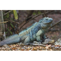 Aerosmith Matrix 2113