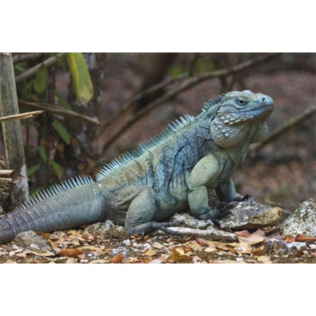 Aerosmith Matrix 2113