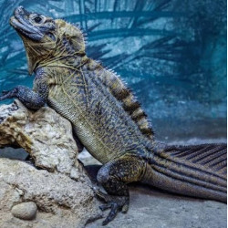 Aerosmith Matrix 2112