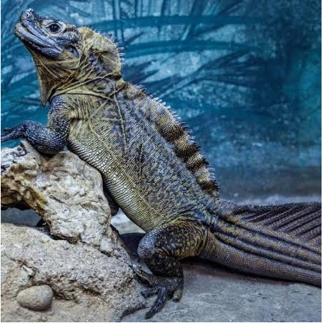 Aerosmith Matrix 2112